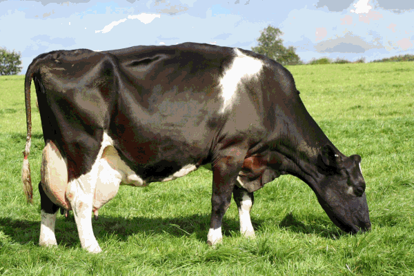 Куплю коров живым весом. Витебская область